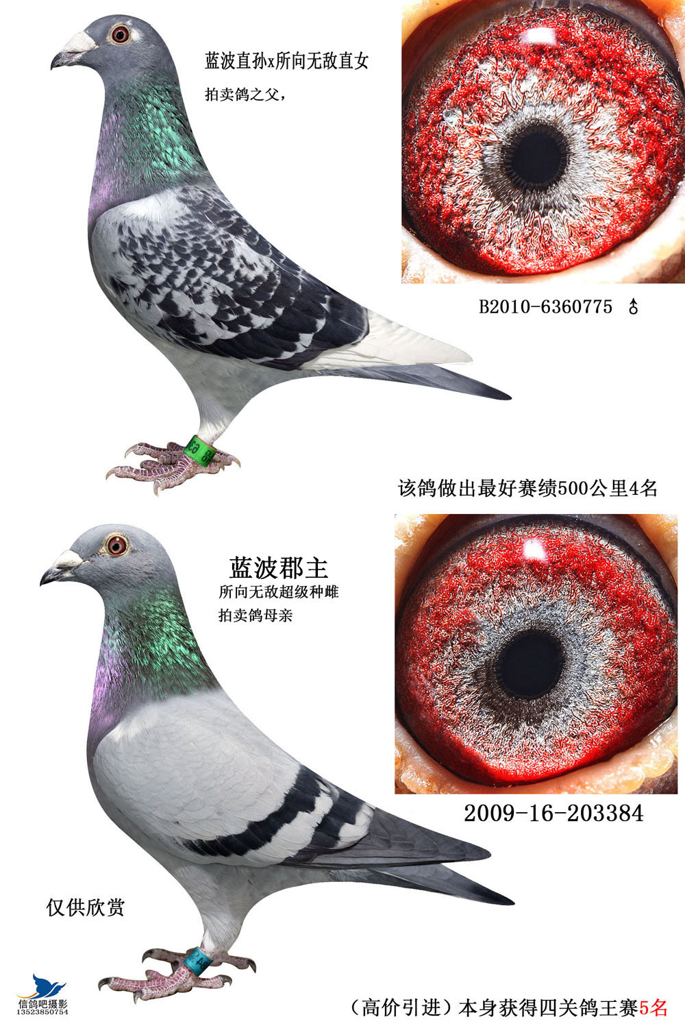 信鸽在线拍卖平台 - 中国信鸽信息网