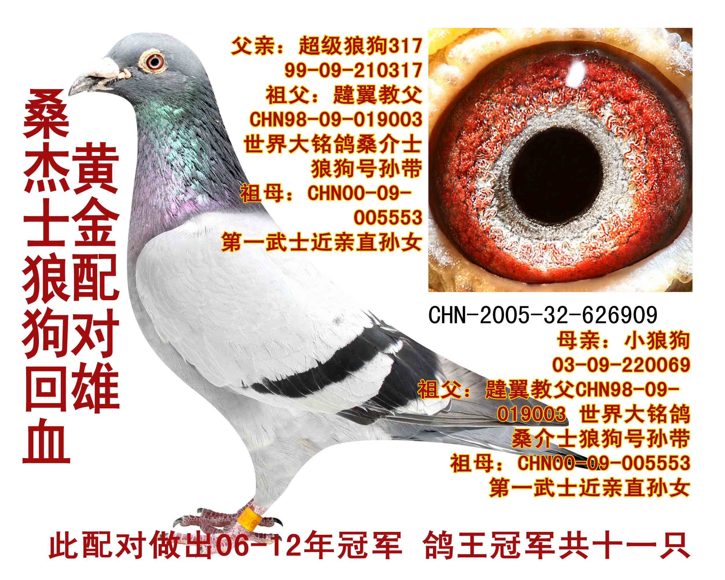 桑杰士高辈种鸽 平辈特比冠军 保证金级 拍卖