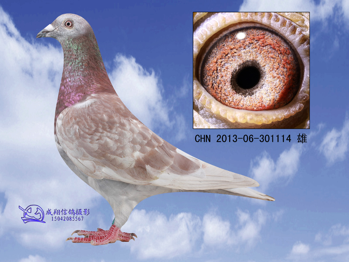 信鸽在线拍卖平台 - 中国信鸽信息网