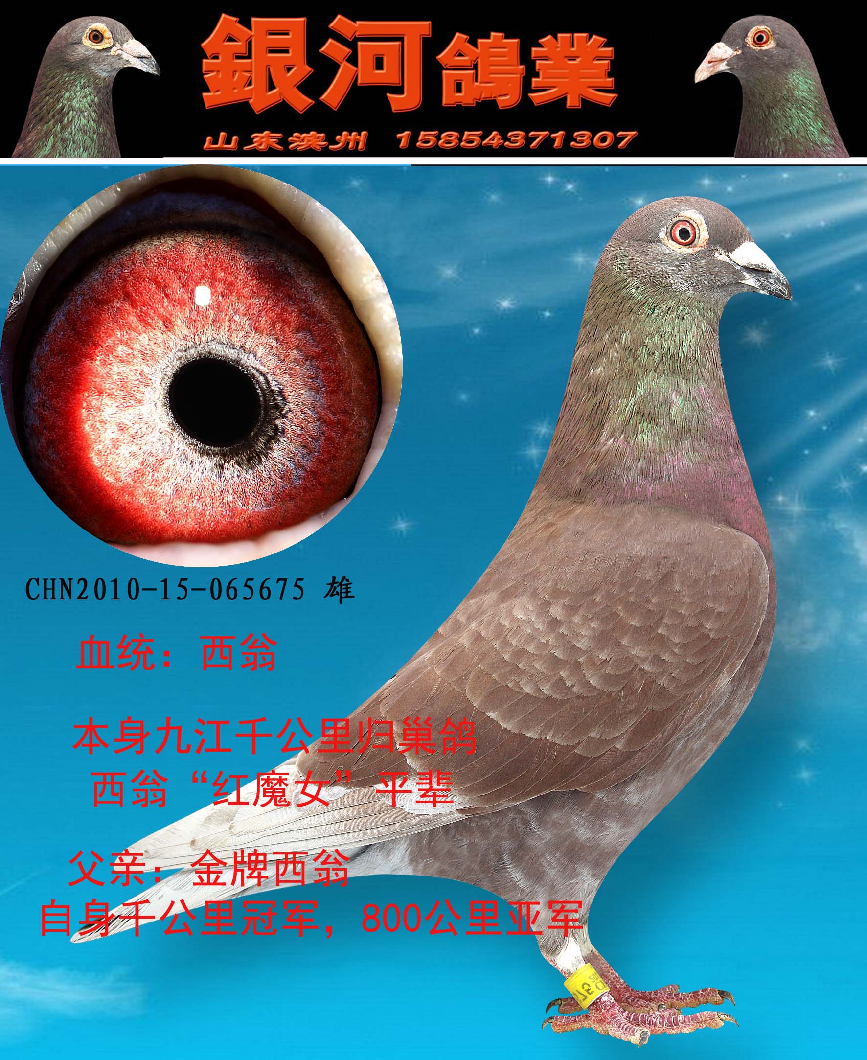 信鸽在线拍卖平台 - 中国信鸽信息网