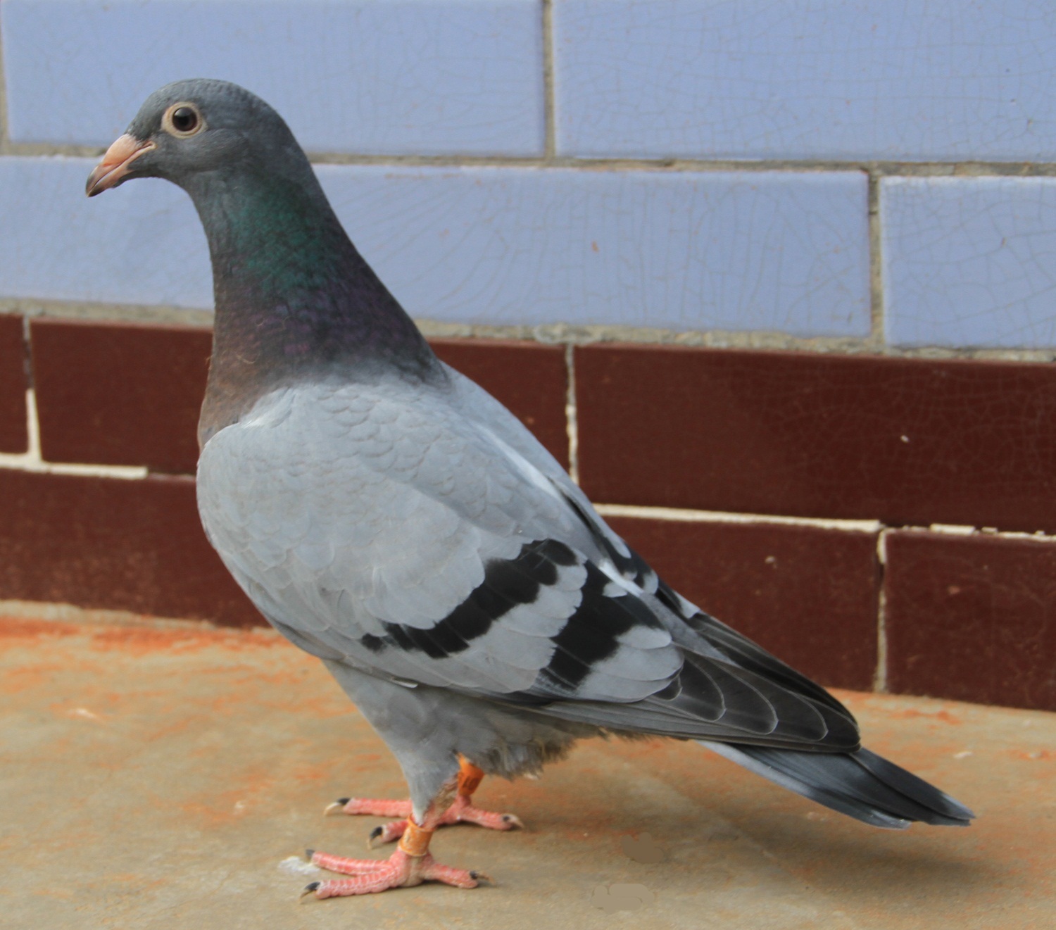 信鸽在线拍卖平台 - 中国信鸽信息网