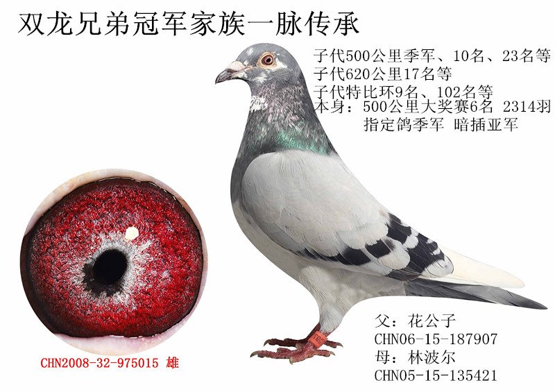 花公子直子 保证金级 拍卖