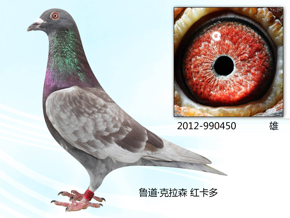 11,鲁道·克拉森 红卡多 保证金级 拍卖