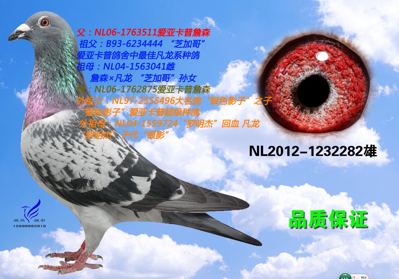 北京信鸽文化传媒 