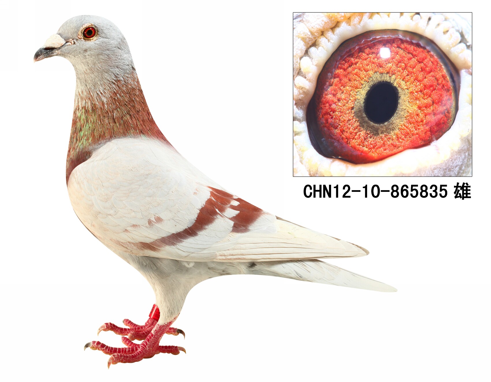 信鸽拍卖首页 拍卖专题 >> 查看拍卖商品 相关图片 目前尚无图片!