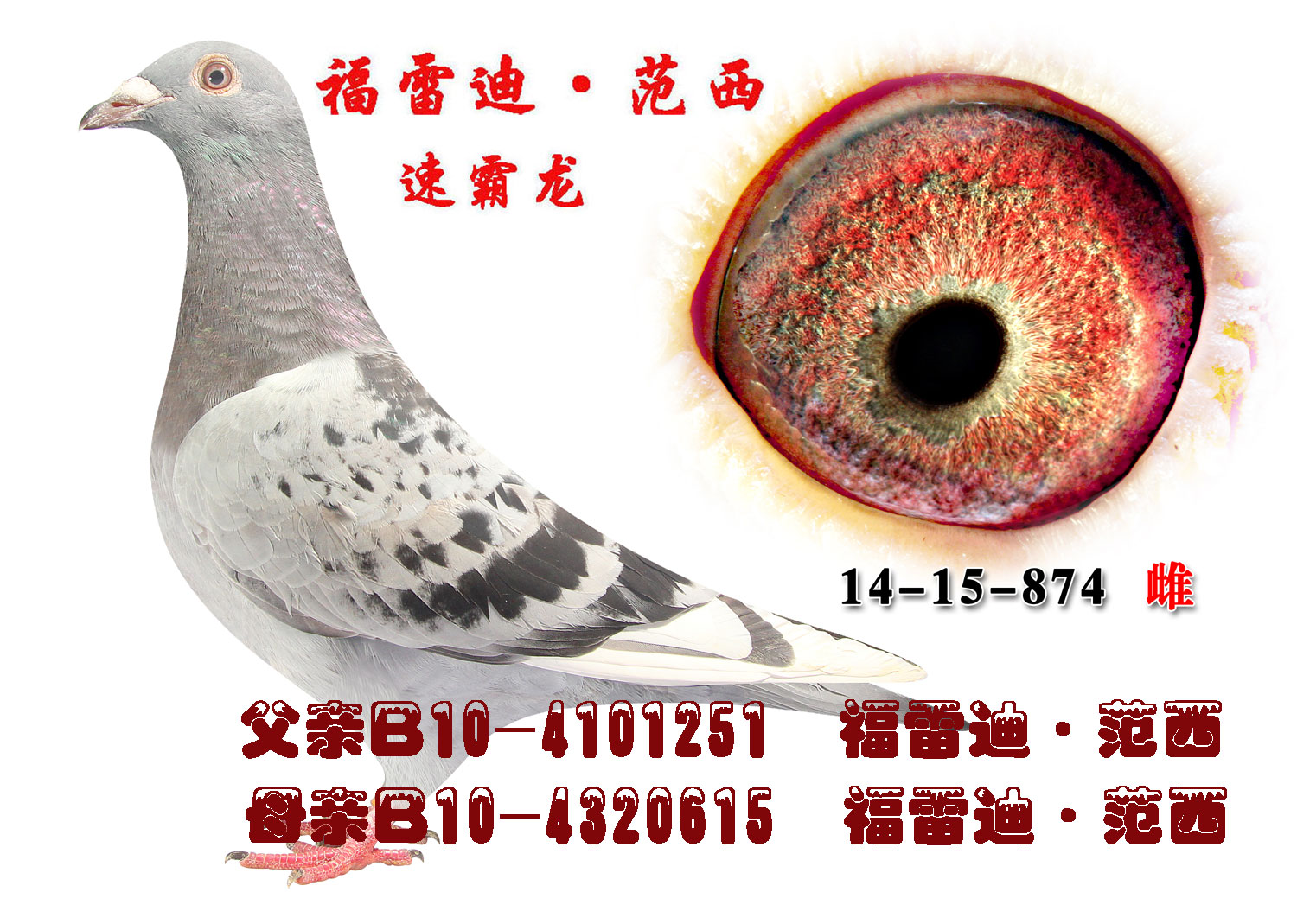 速霸龙.福雷迪范西原舍251 615子代 保证金级 拍卖