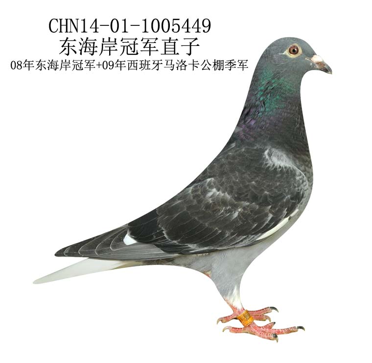 信鸽在线拍卖平台 - 中国信鸽信息网