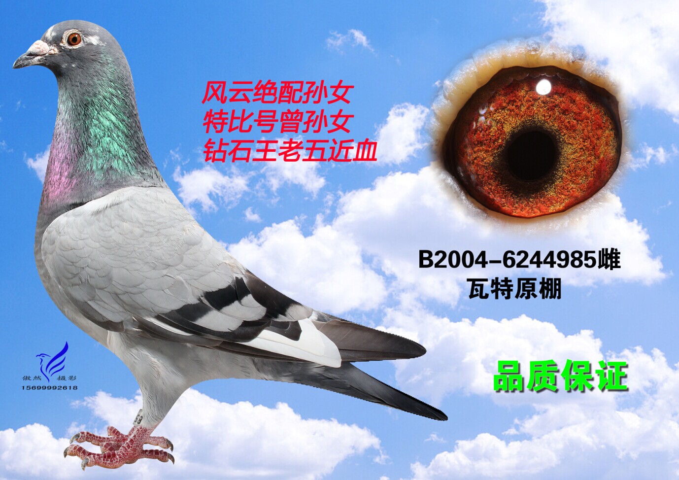 查看拍卖商品