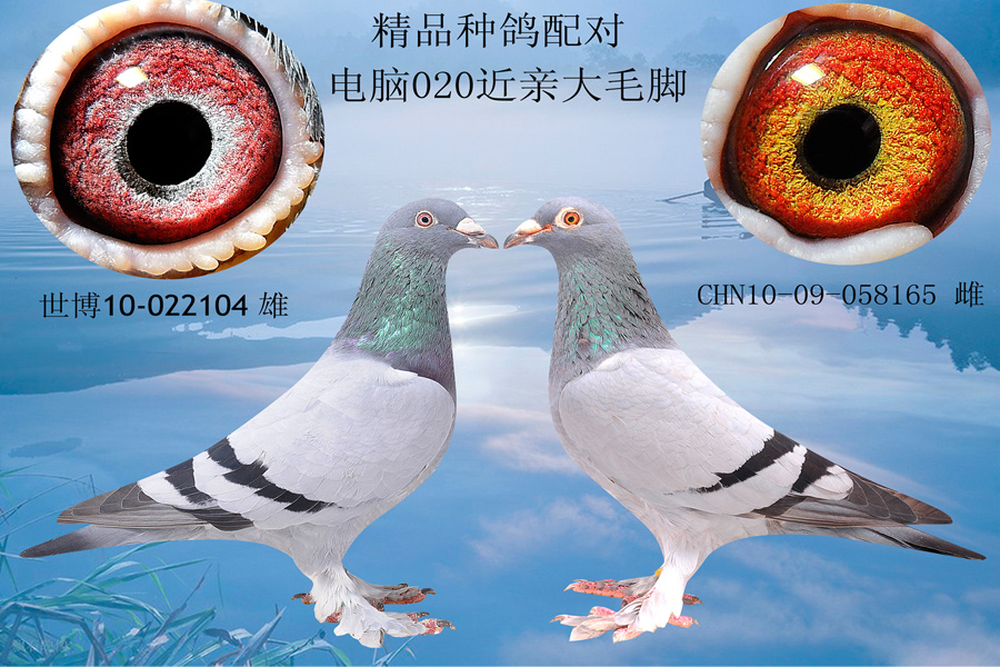 商品 首 页  铭 鸽  新鸽上架  推荐铭鸽  定价鸽  信鸽拍卖 黄金配对
