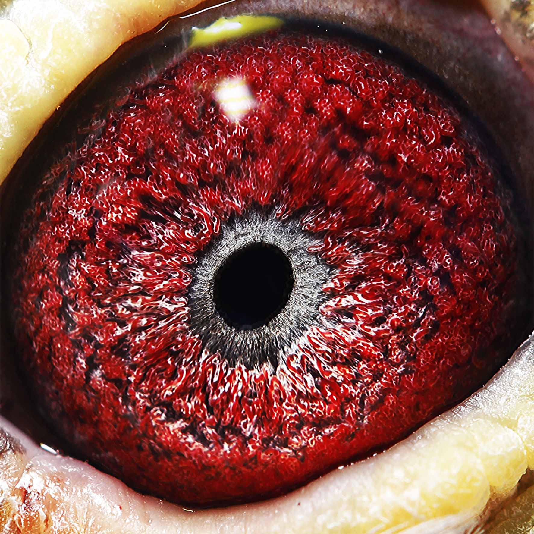 信鸽在线拍卖平台 - 中国信鸽信息网