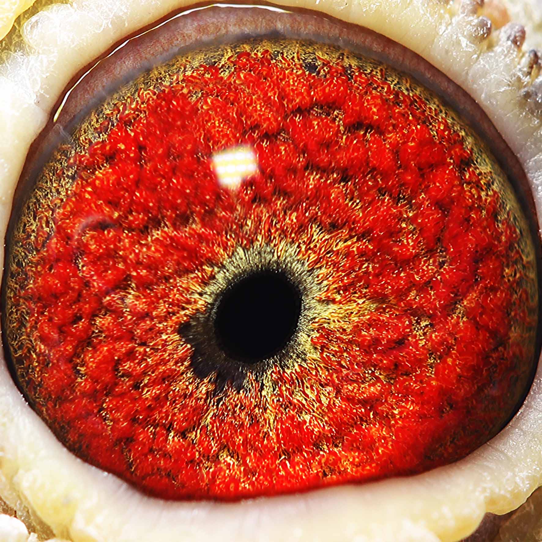 信鸽在线拍卖平台 - 中国信鸽信息网