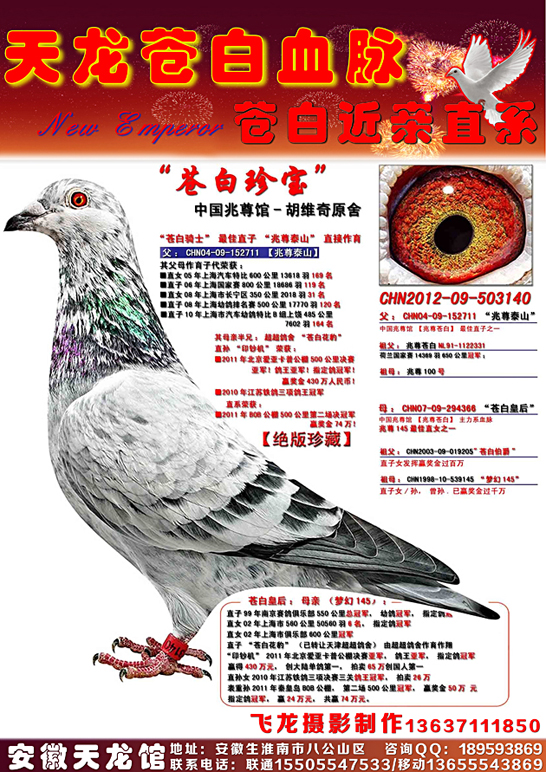 信鸽在线拍卖平台 - 中国信鸽信息网