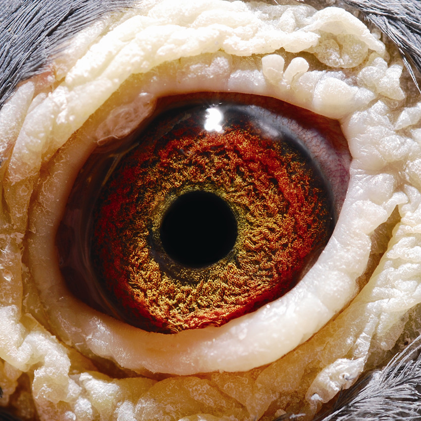 信鸽拍卖首页 拍卖专题 >> 查看拍卖商品