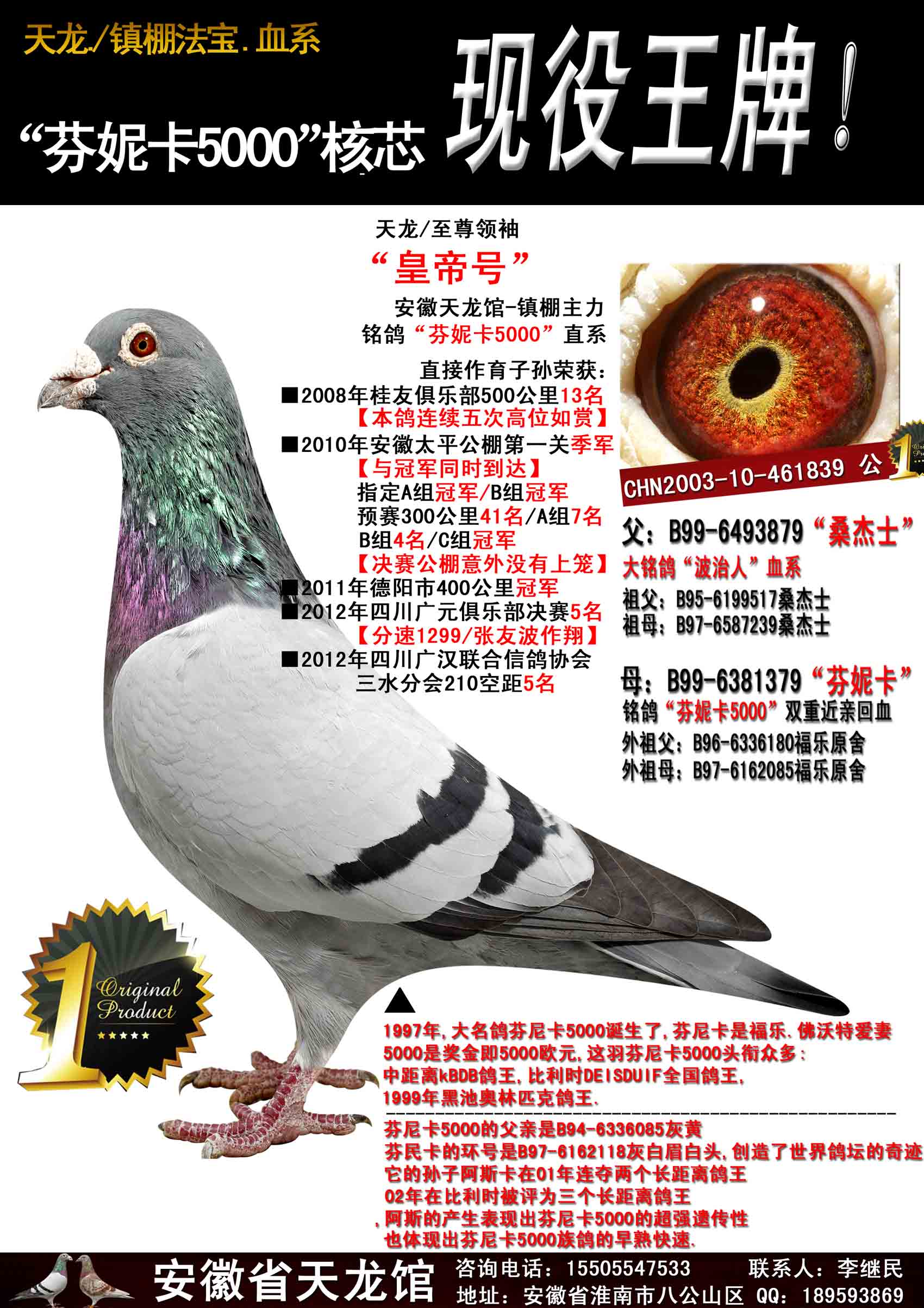 安徽天龙馆最重要种鸽 保证金级 拍卖