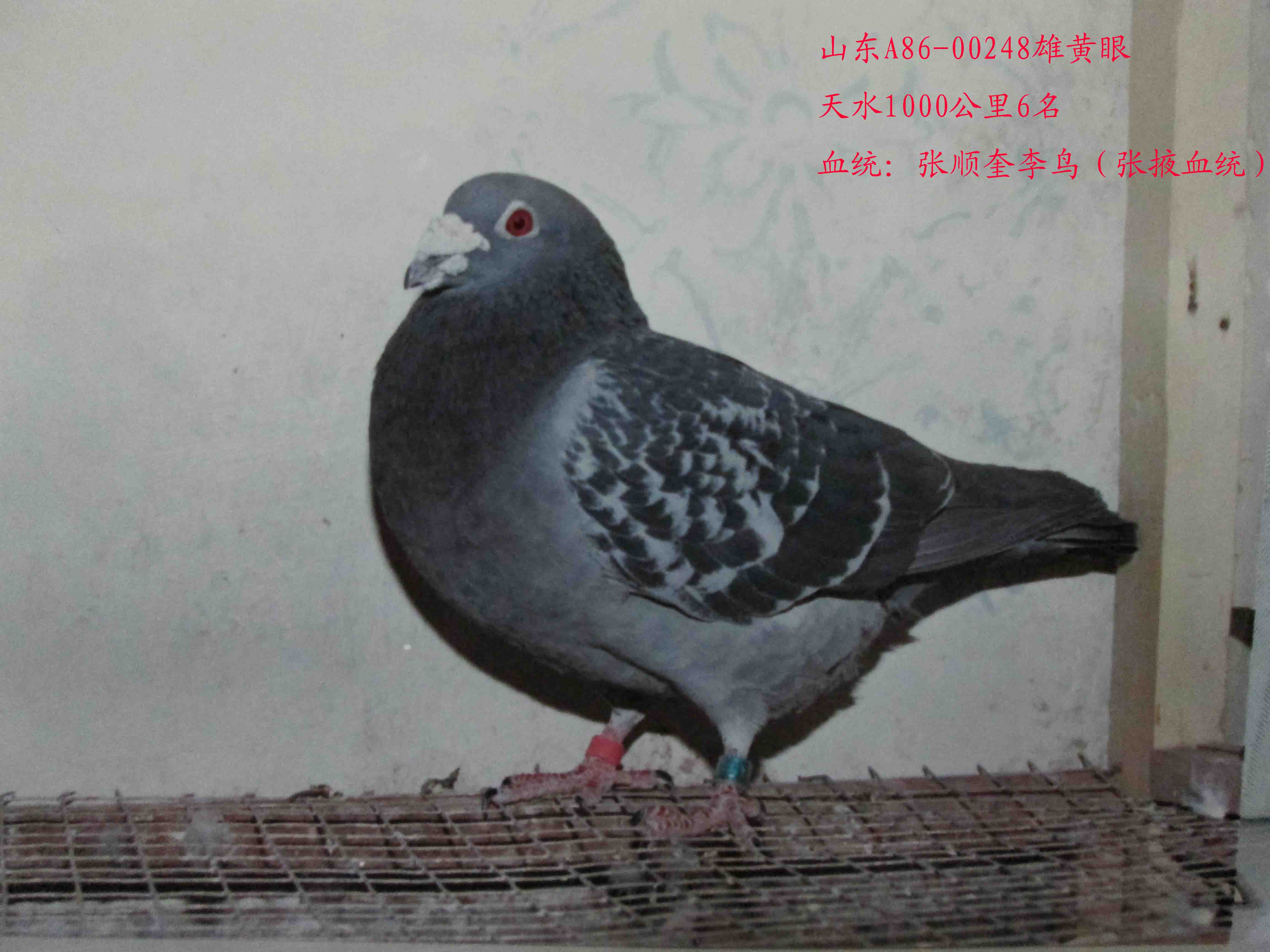 信鸽在线拍卖平台 - 中国信鸽信息网