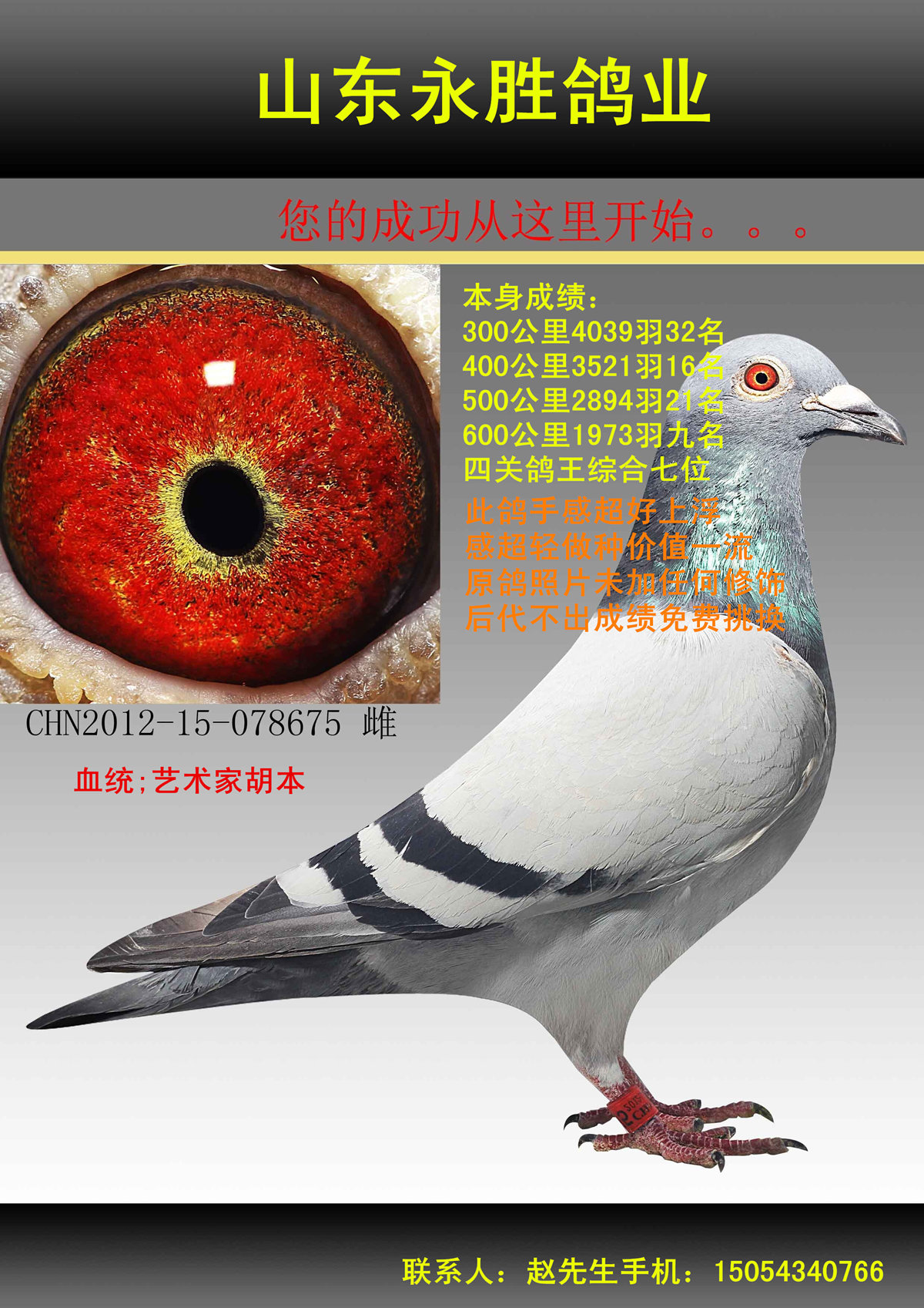 信鸽在线拍卖平台 - 中国信鸽信息网