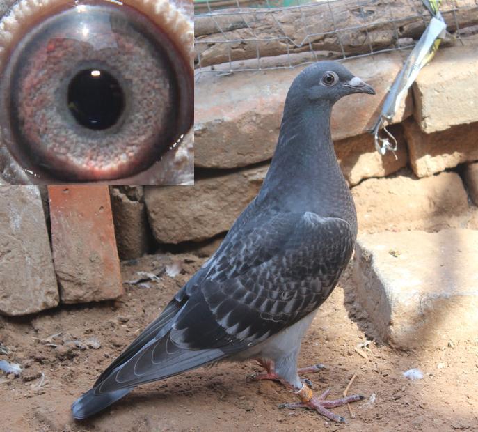 信鸽在线拍卖平台 - 中国信鸽信息网