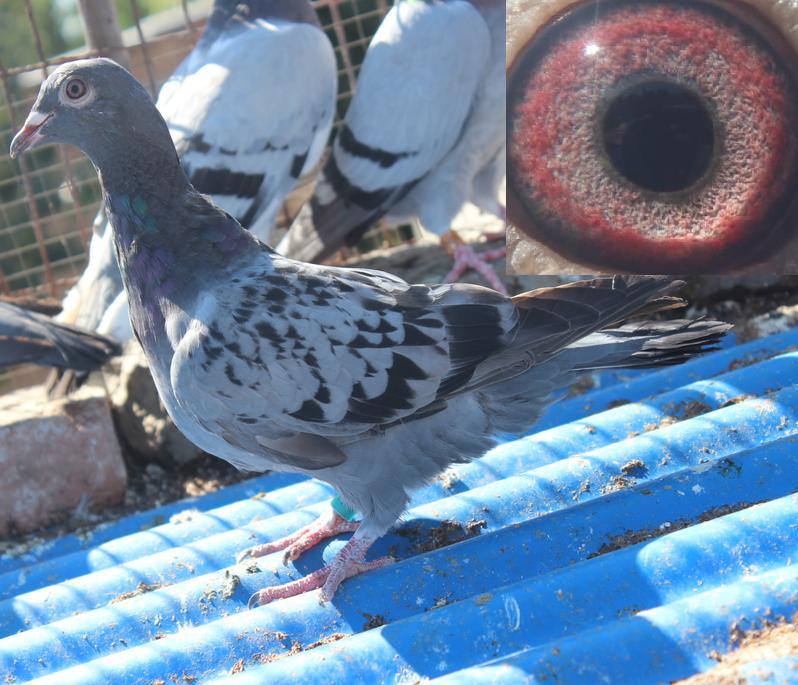 军鸽高原雨点 保证金级 拍卖