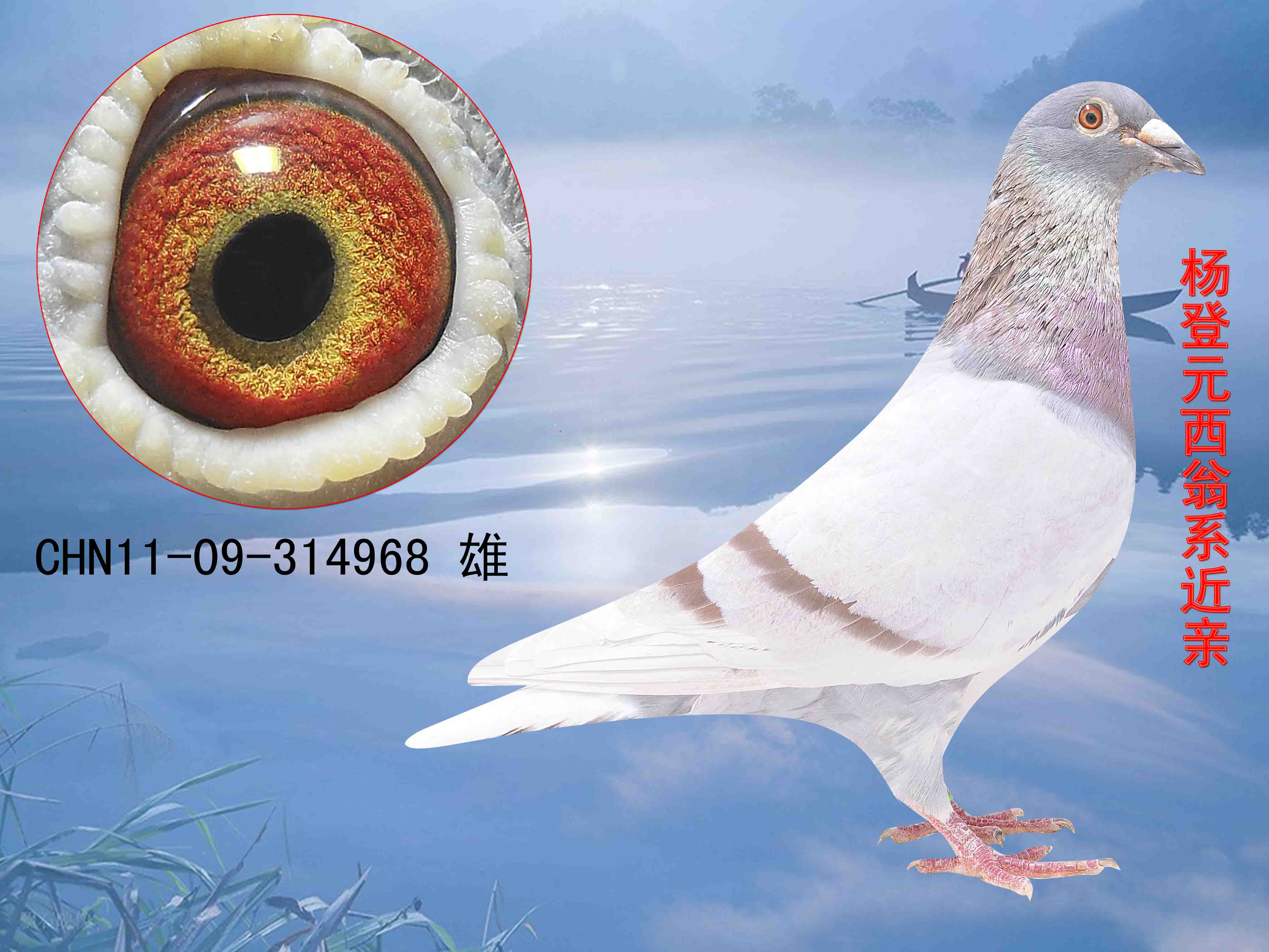 广州阿翁冠军鸽图片图片
