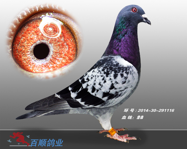 新疆百顺鸽业 - 中信网铭鸽展厅 www.ag188.com