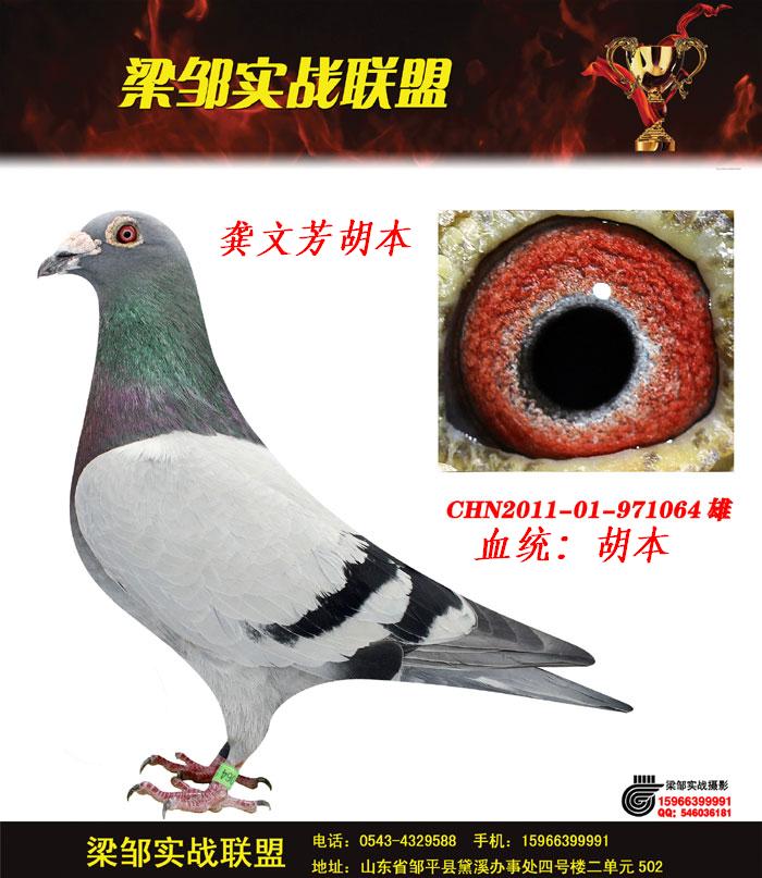 信鸽在线拍卖平台 - 中国信鸽信息网