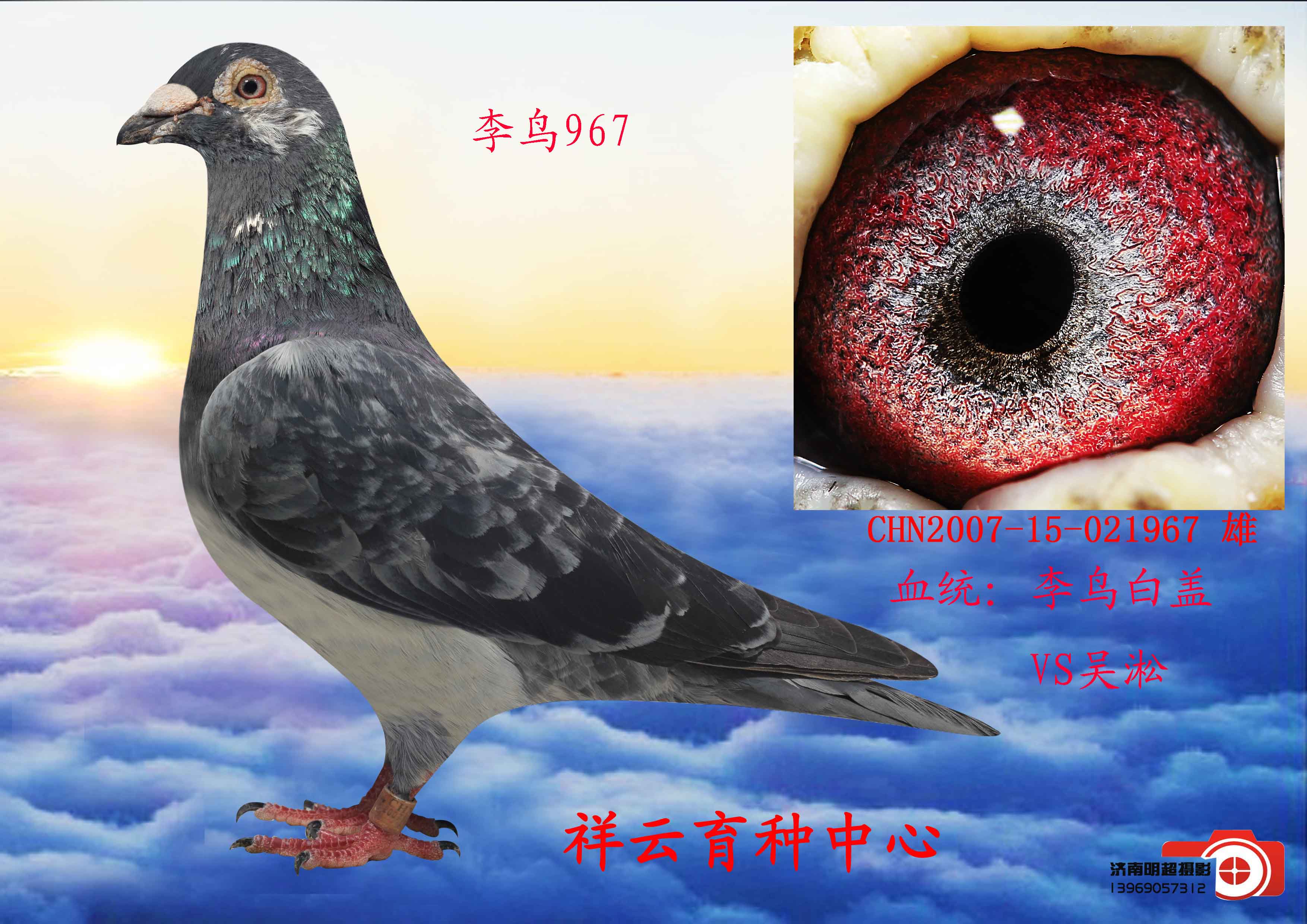 信鸽在线拍卖平台 - 中国信鸽信息网