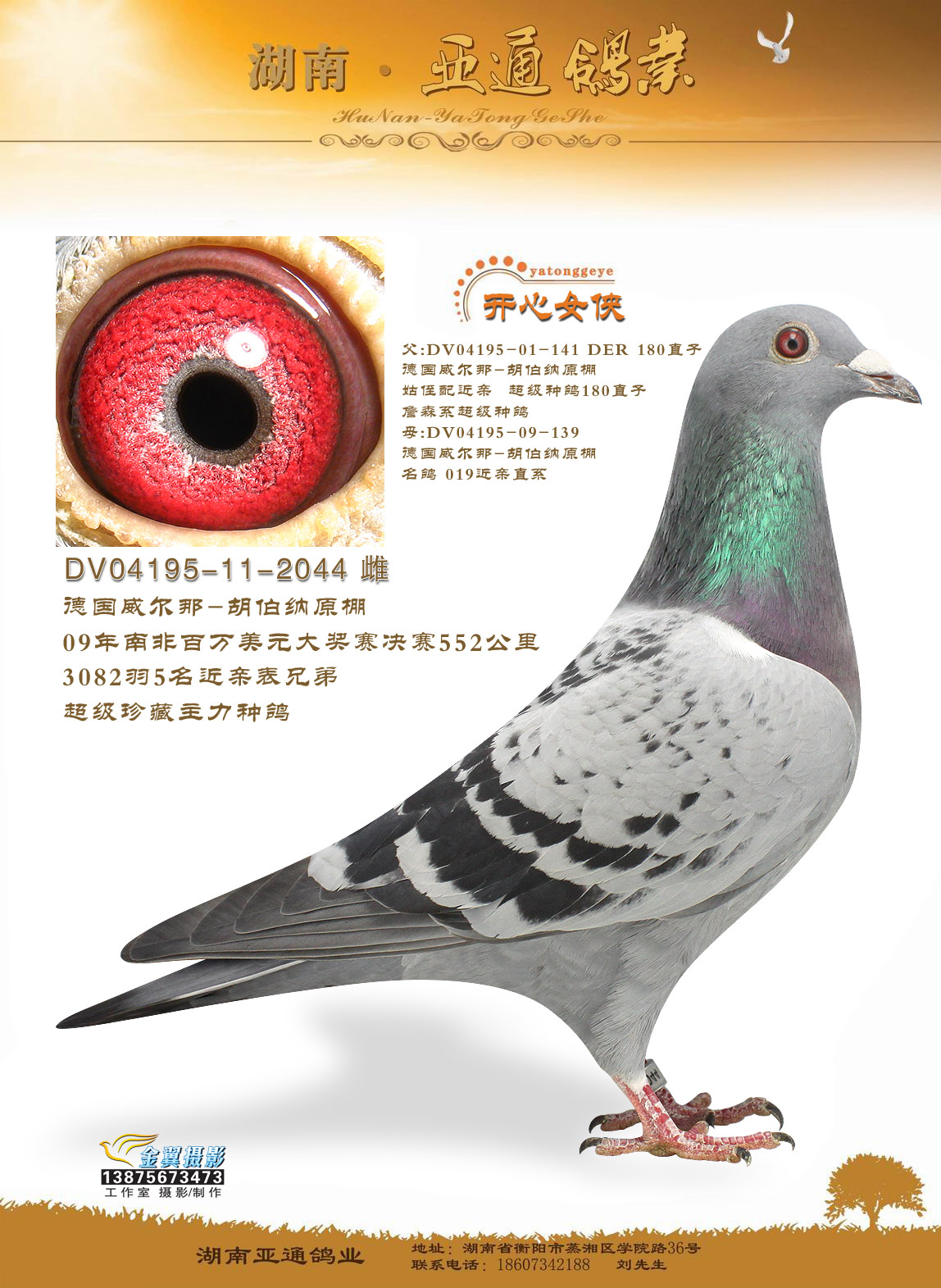 信鸽在线拍卖平台