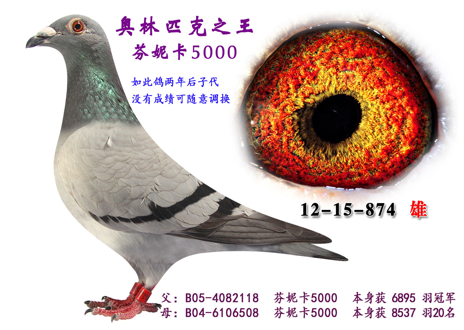 信鸽在线拍卖平台 - 中国信鸽信息网