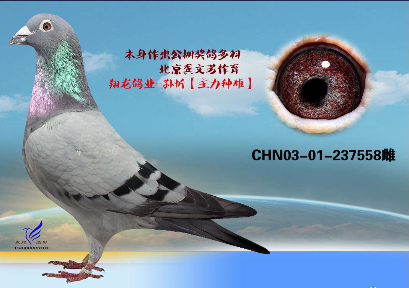 信鸽在线拍卖平台 - 中国信鸽信息网