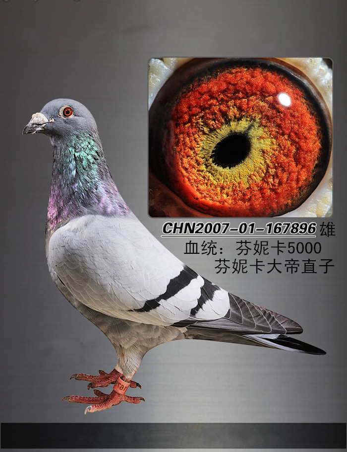 信鸽在线拍卖平台 - 中国信鸽信息网