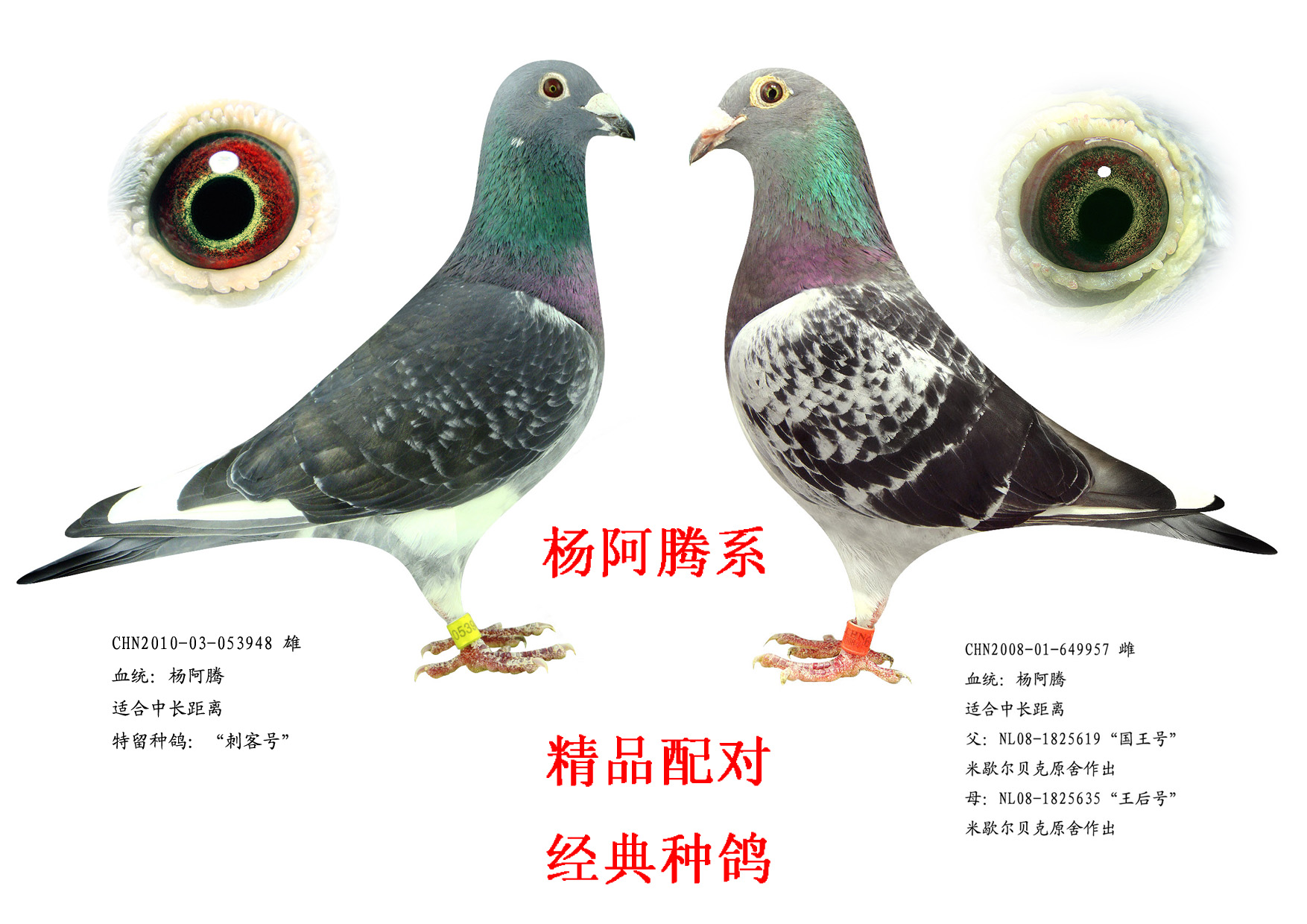 >> 查看拍卖商品
