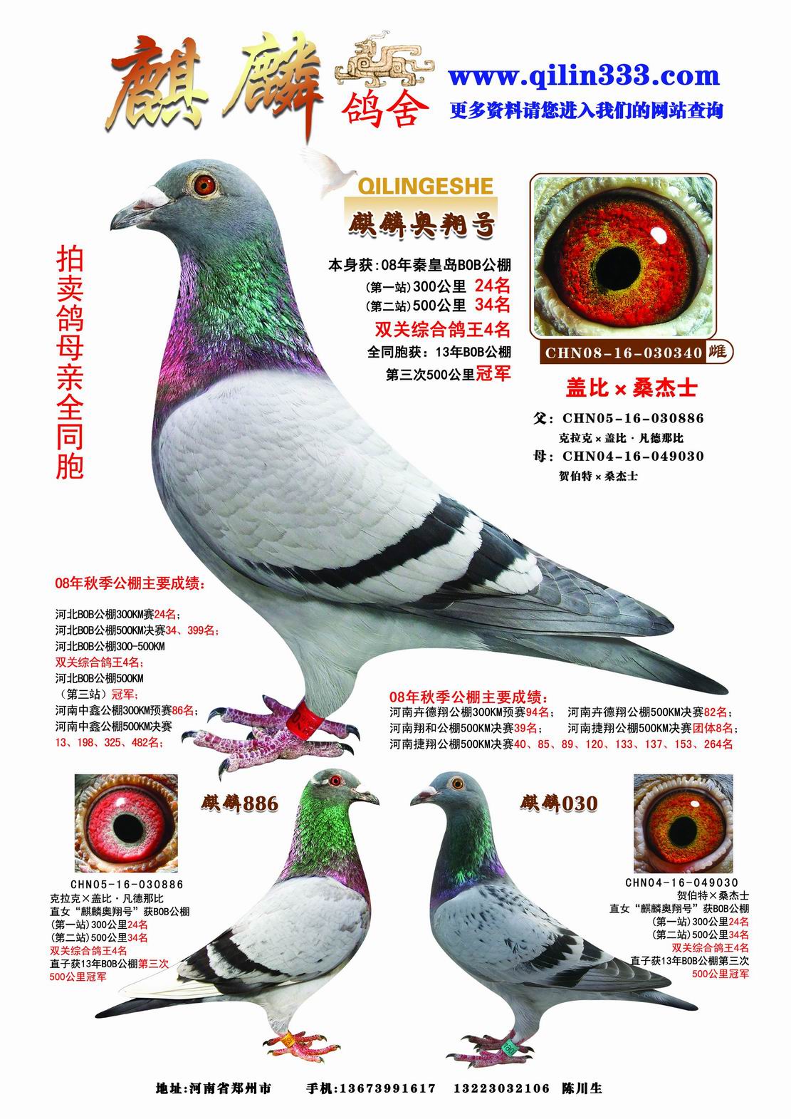 信鸽在线拍卖平台 - 中国信鸽信息网