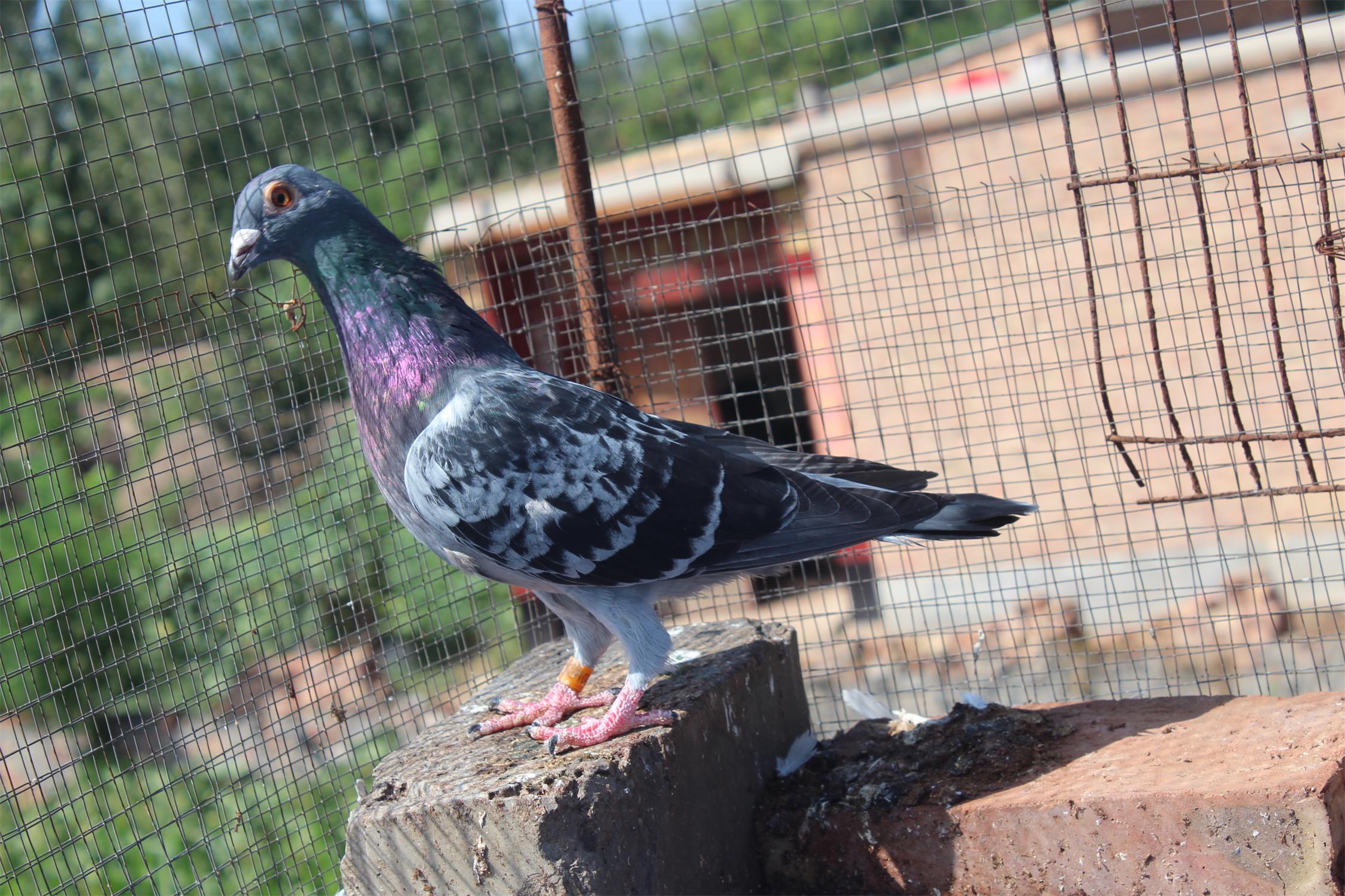 >> 查看拍卖商品