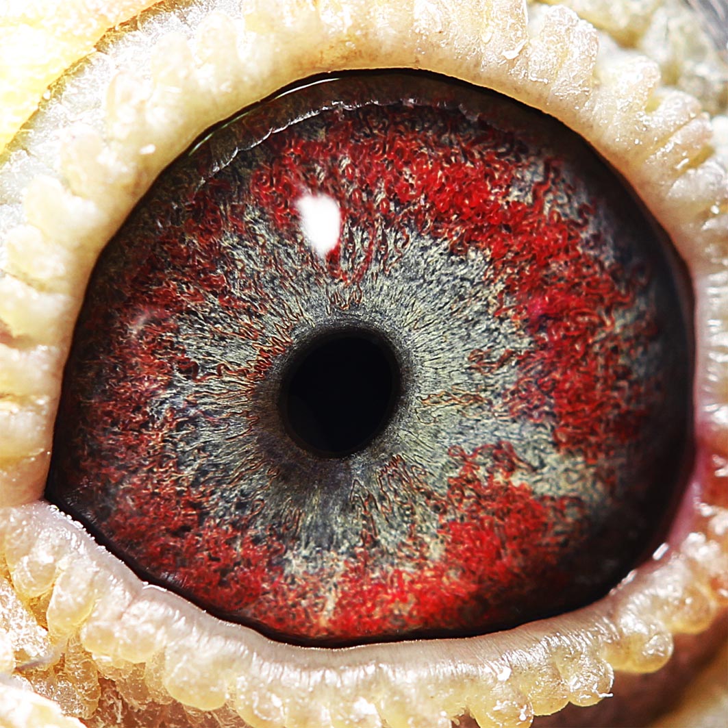 信鸽在线拍卖平台 - 中国信鸽信息网