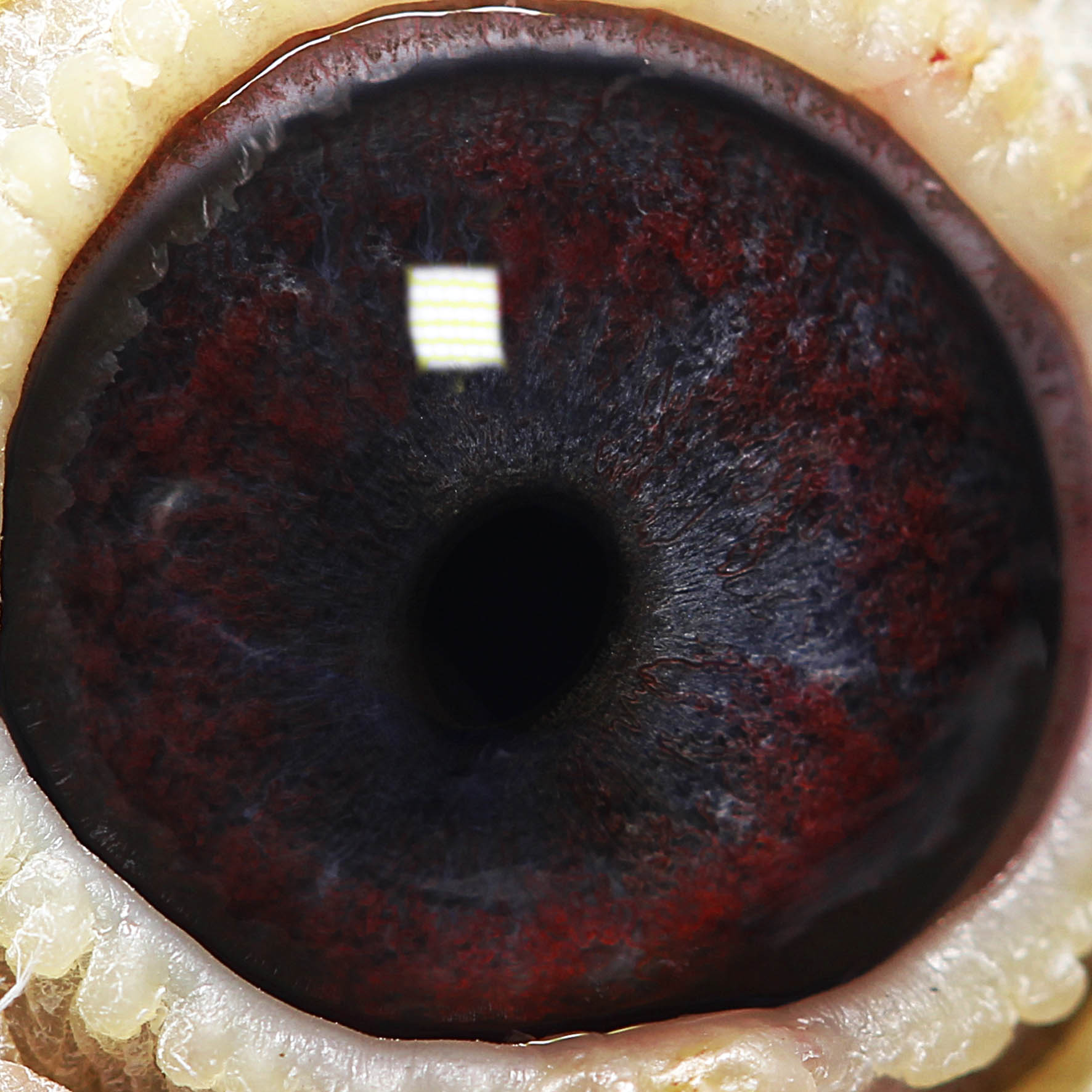 >> 查看拍卖商品