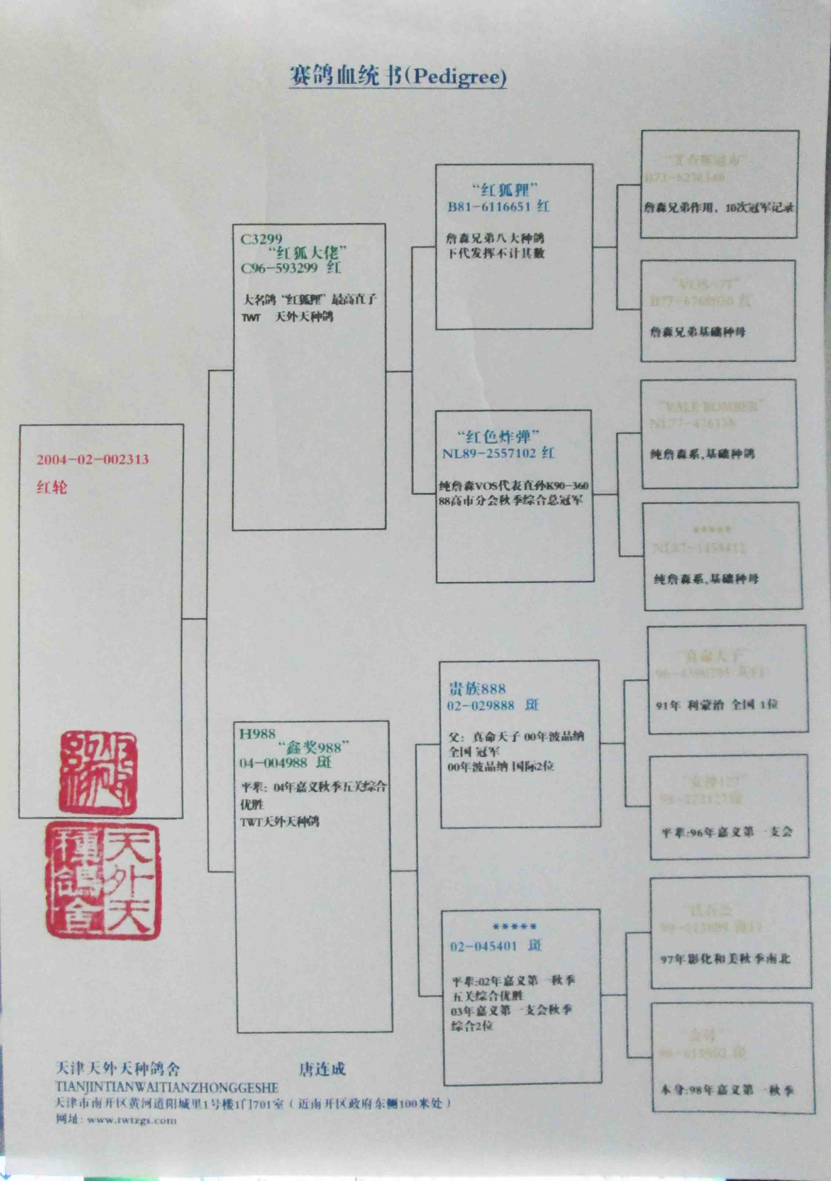 信鸽血统证书图片