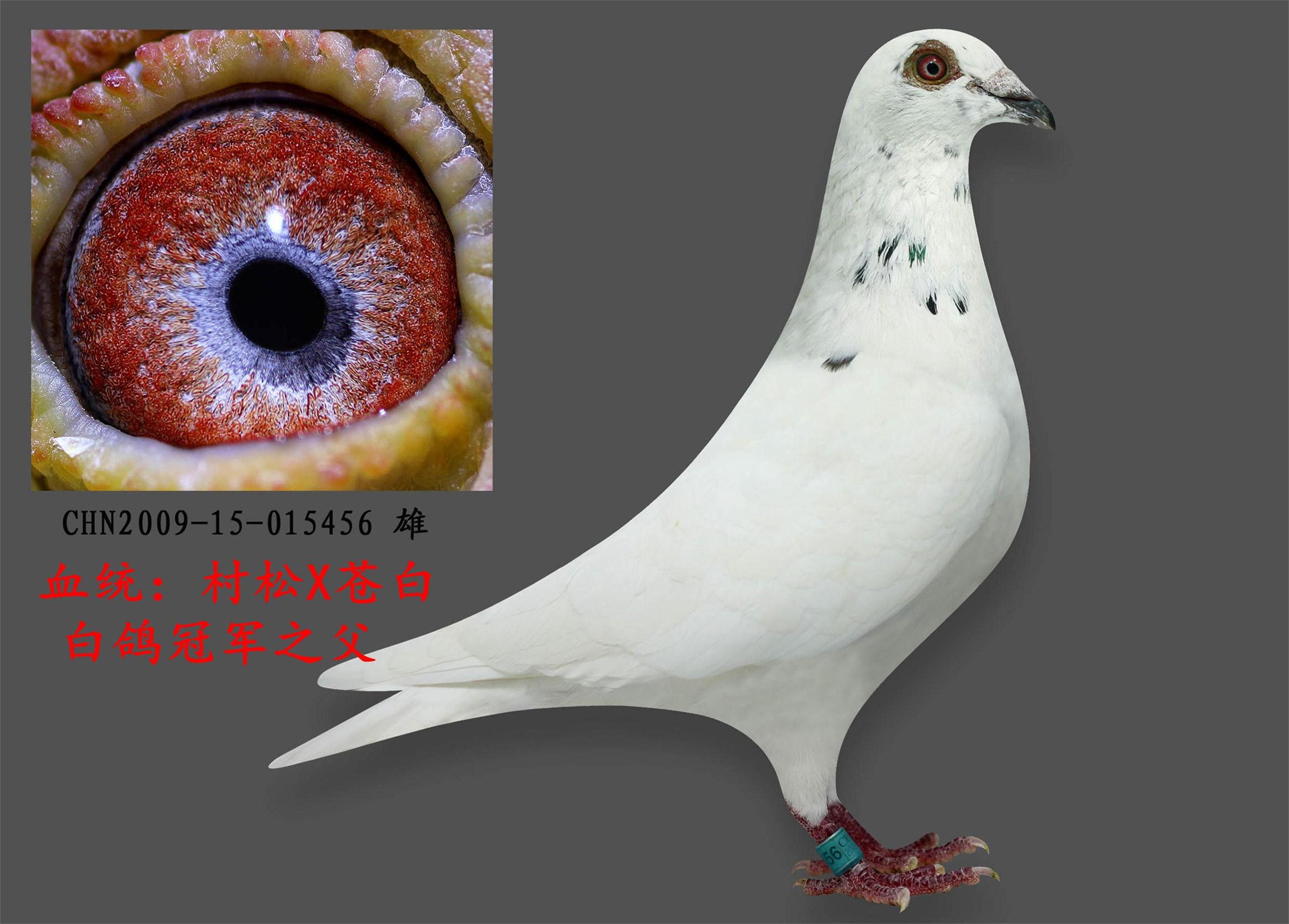 >> 查看拍卖商品