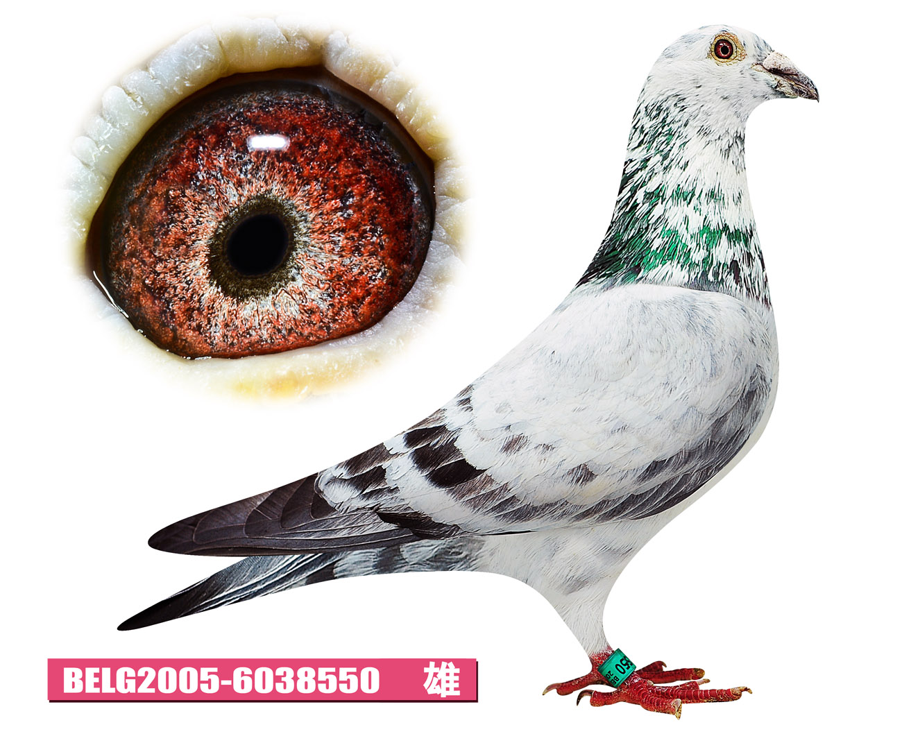 东北虎赛鸽精英中心在线拍鸽