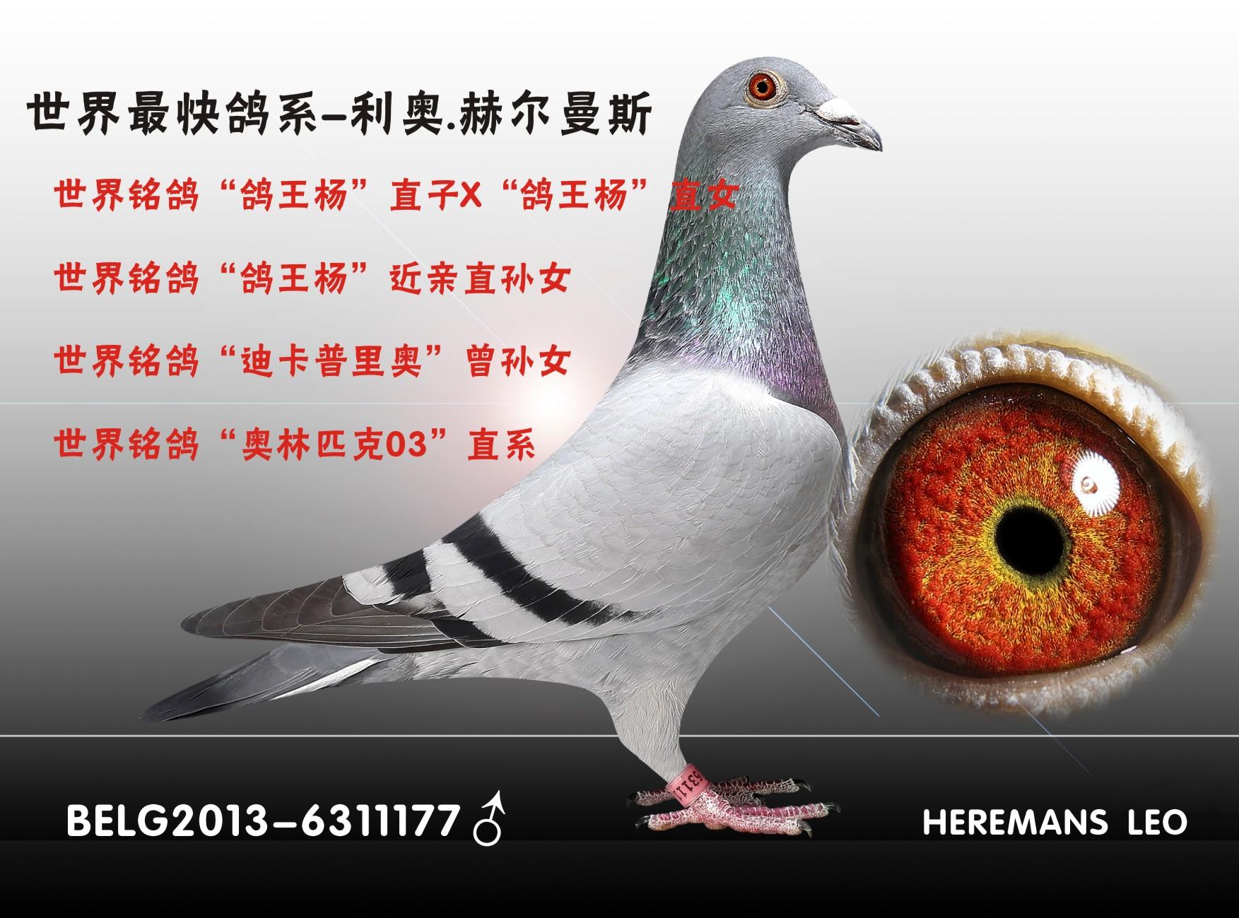 天津火箭基地鸽业 中信网铭鸽展厅 www.ag188.com