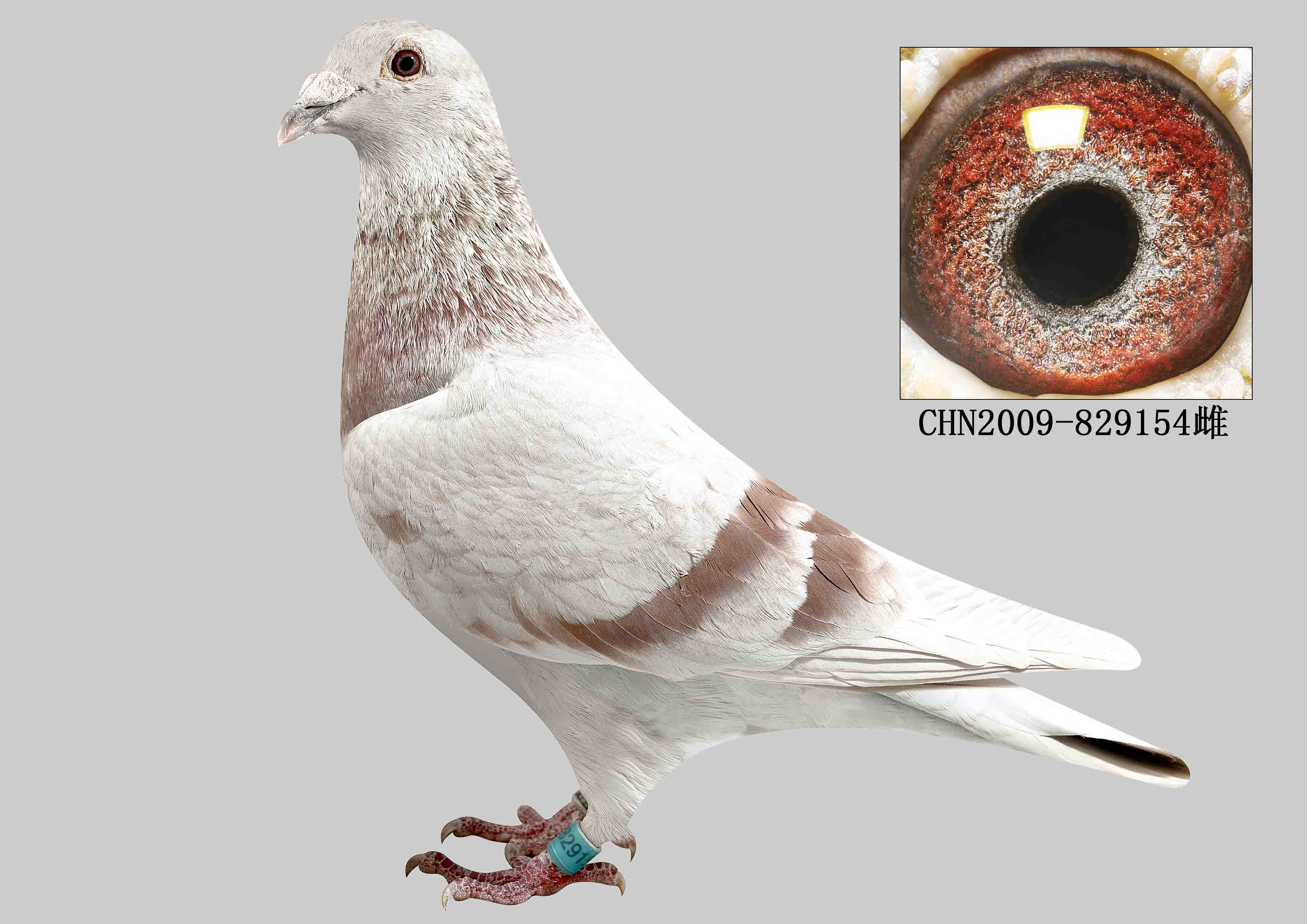 >> 查看拍卖商品