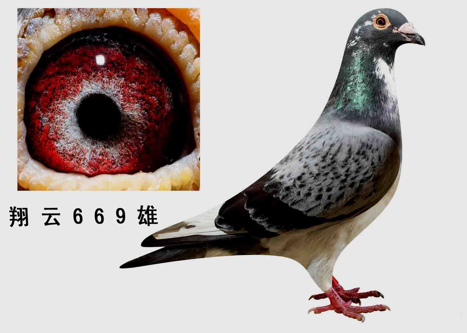 大安翔云鸽舍 - 中信网铭鸽展厅 www.ag188.com