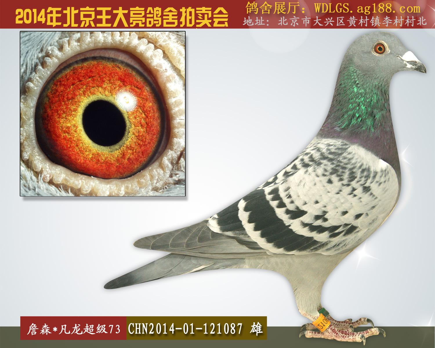 王大亮鸽舍 - 中信网铭鸽展厅 www.ag188.com