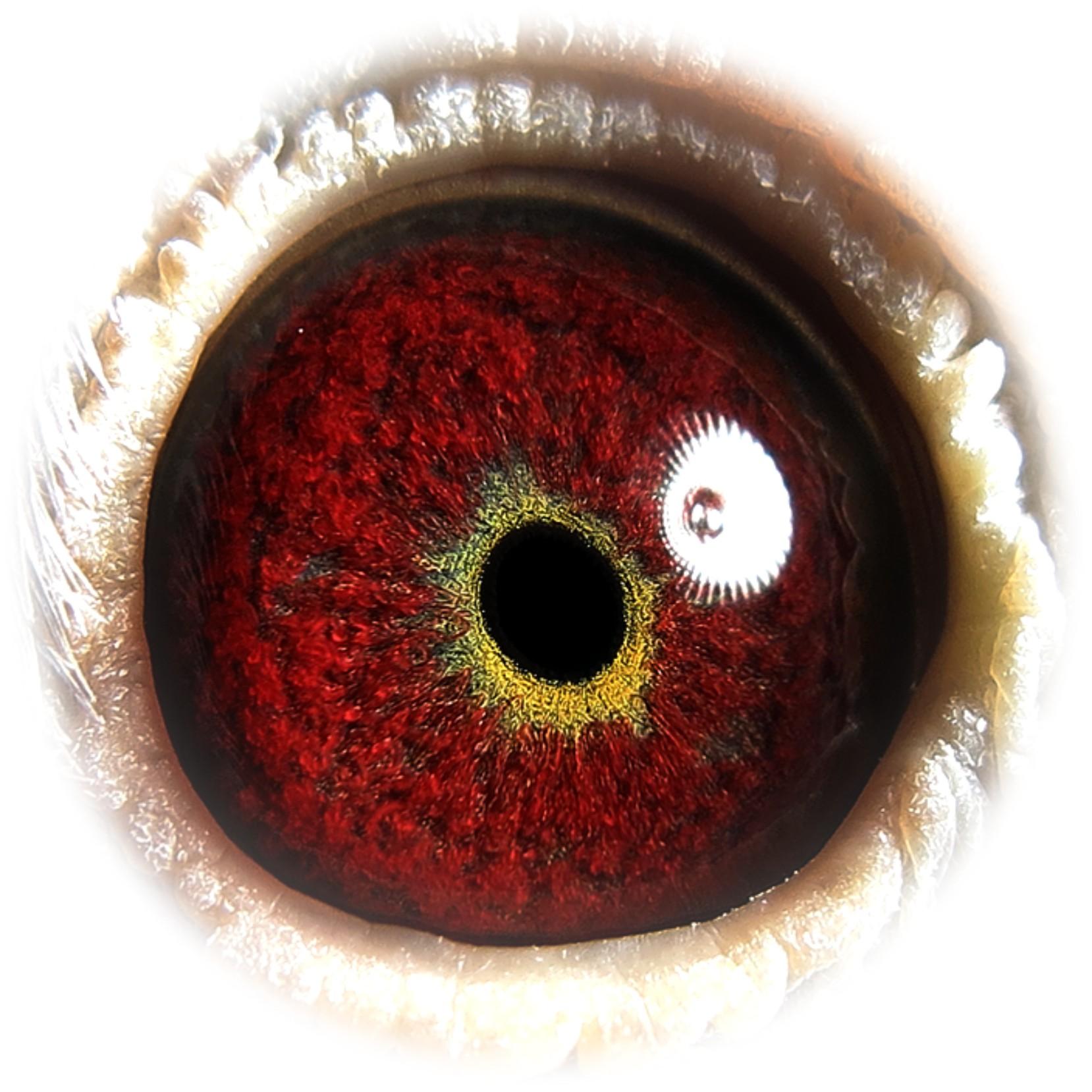 天津火箭基地鸽业 - 中信网铭鸽展厅 www.ag188.com