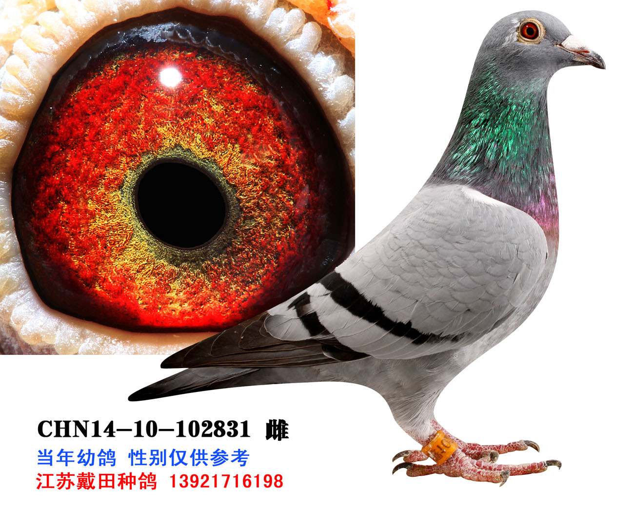 >> 查看拍卖商品