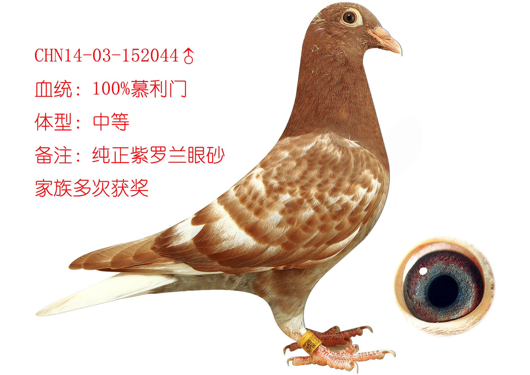 信鸽在线拍卖平台 - 中国信鸽信息网