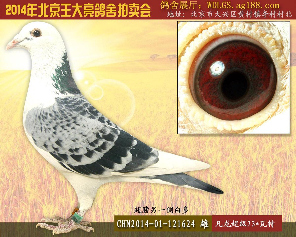 王大亮鸽舍 - 中信网铭鸽展厅 www.ag188.com