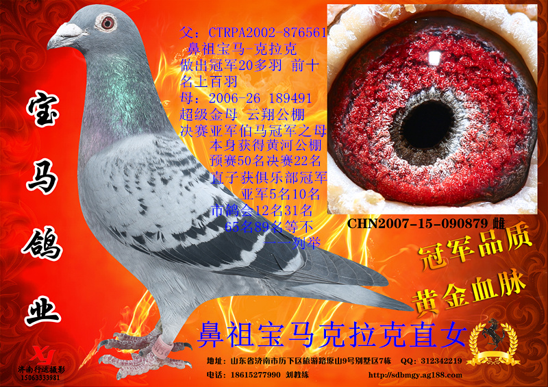 信鸽在线拍卖平台 - 中国信鸽信息网