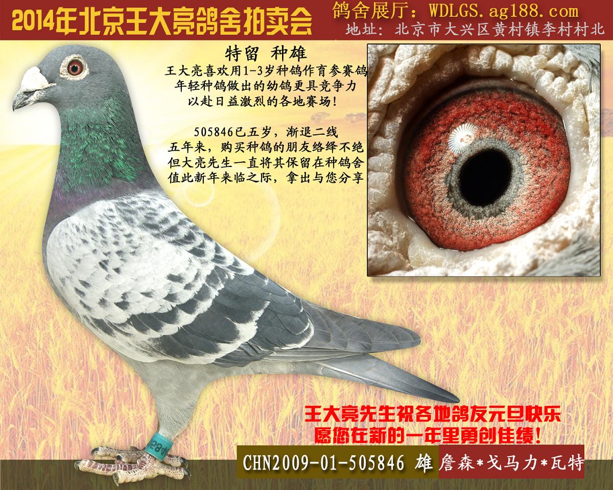 王大亮鸽舍在线拍鸽