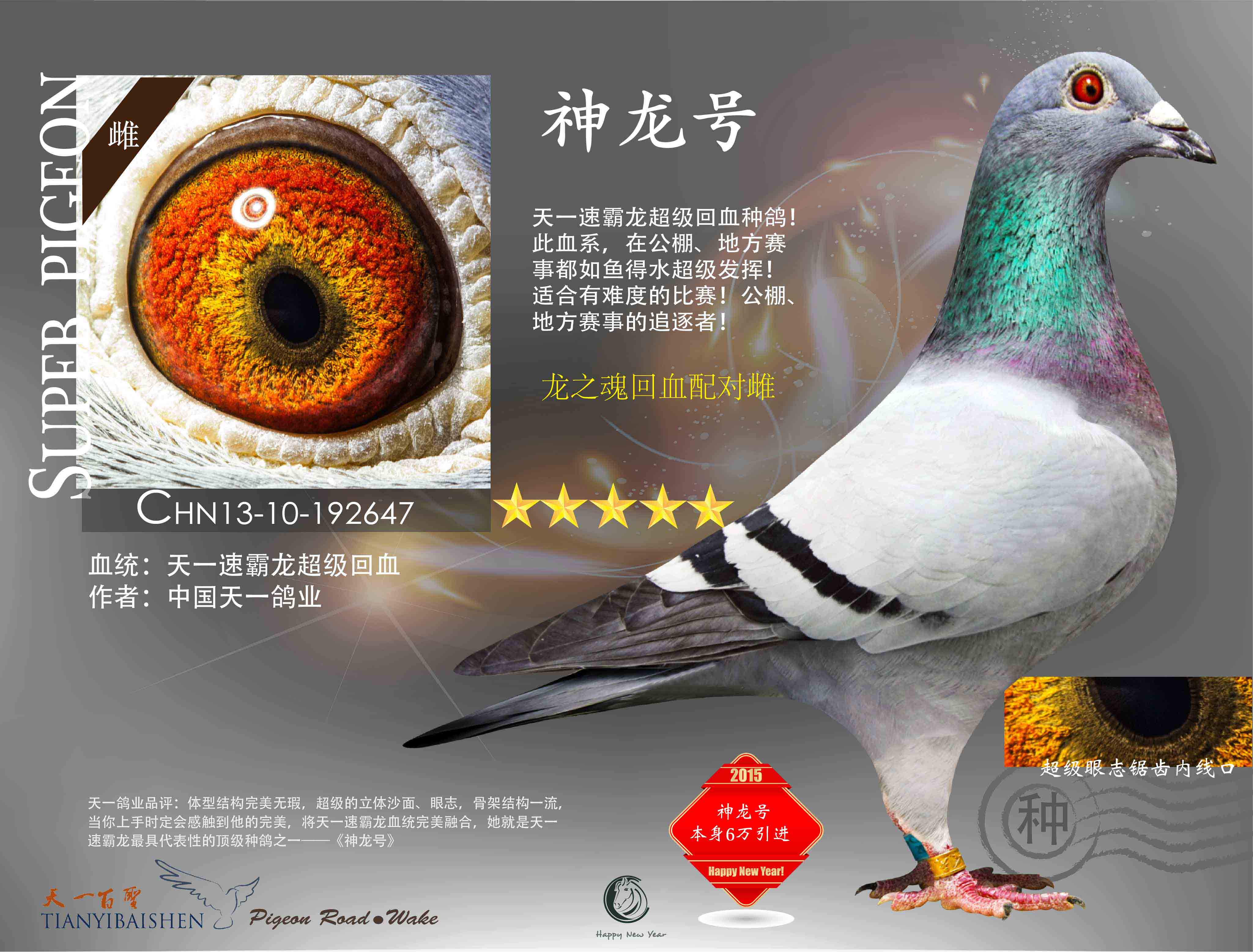 信鸽在线拍卖平台 - 中国信鸽信息网