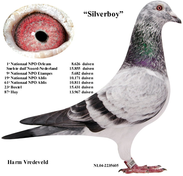 信鸽在线拍卖平台 - 中国信鸽信息网